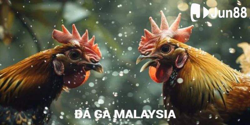 đá gà malaysia