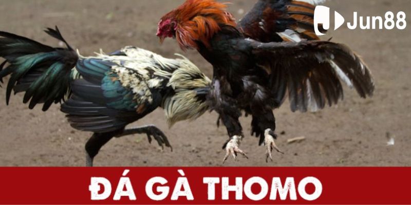 đá gà thomo