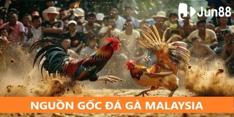 Loại hình đá gà Malaysia phổ biến tại Jun88